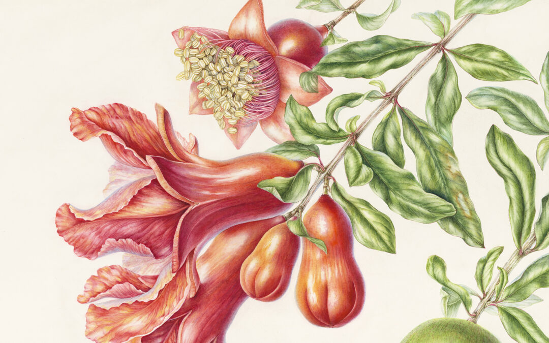 ﻿Blog: Discovering the Beauty and Significance of Plants of the Qur’ān